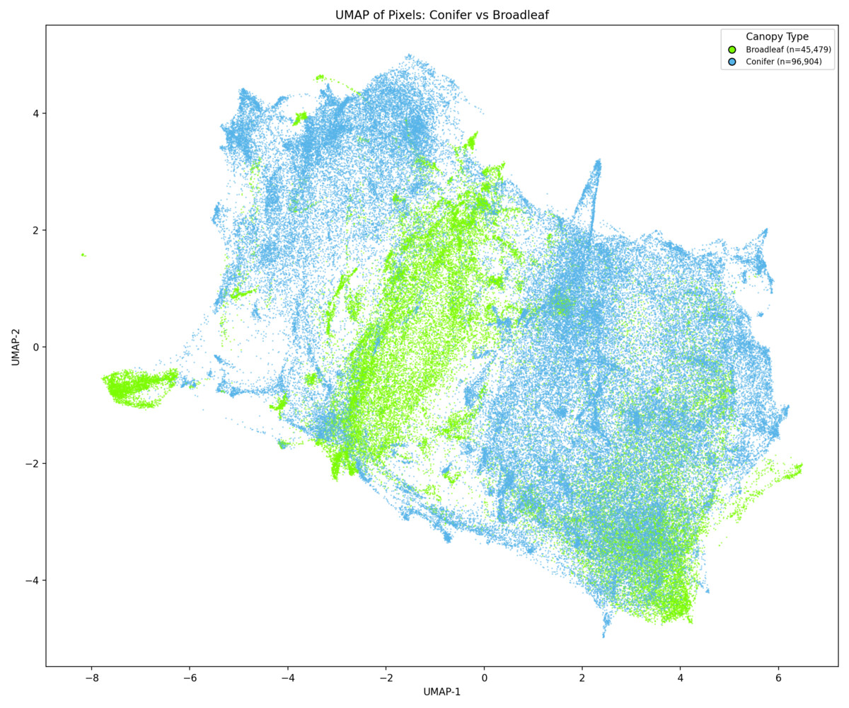 UMAP colored by conifer/broadleaf (AlphaEarth)