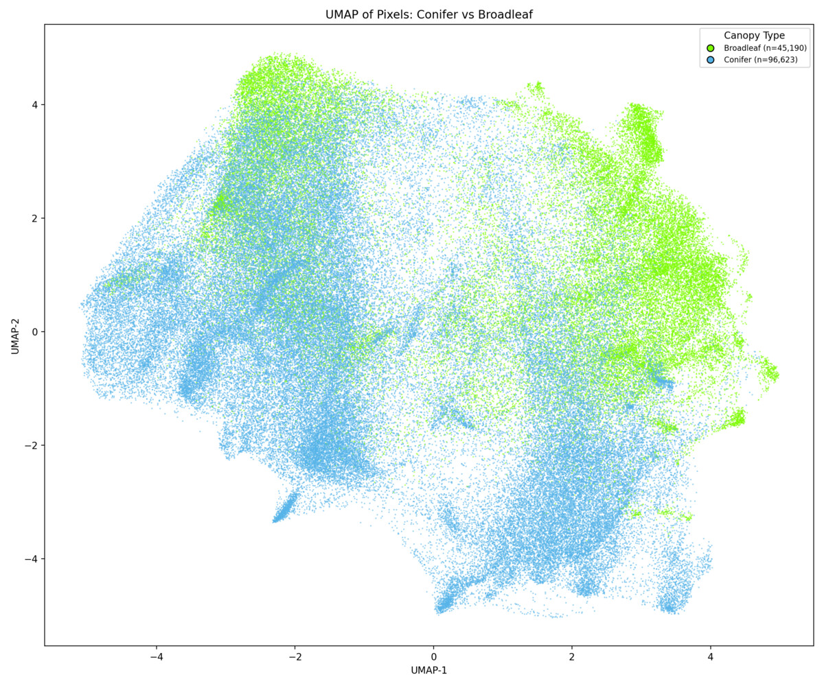 UMAP colored by conifer/broadleaf (Tessera)