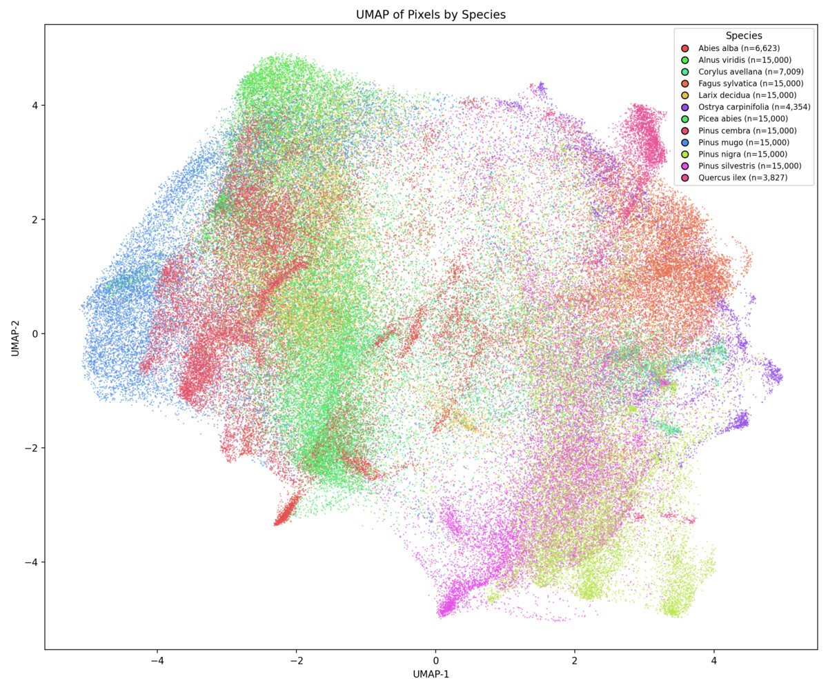 UMAP projection of Tessera embeddings colored by tree species